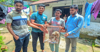 শ্রীমঙ্গলে আহত লজ্জাবতী বানর উদ্ধার