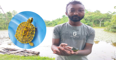মাছ বিক্রেতার কাছ থেকে কচ্ছপ কিনে অবমুক্ত করলেন যুবক