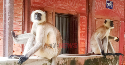 লোকালয়ে ঘুরছে জোড়া কালোমুখো হনুমান