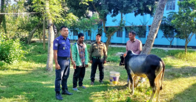 খানসামায় চুরি হওয়া গরু উদ্ধার