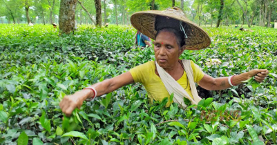 চা-কে কৃষিপণ্য হিসাবে ঘোষণার দাবি চা এসোসিয়েশনের