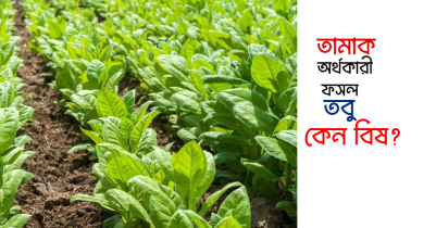 তামাক দারুণ অর্থকারী, তবু বিষ : বর্তমান ও ভবিষ্যত 