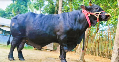 ২২০০ কেজি ওজনের গরু কালো মানিক : দাম ৪০ লাখ!