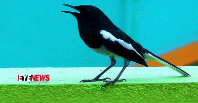 দোয়েল পাখির বৈশিষ্ট্য ও ছবি