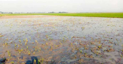 শত্রুতার জের ধরে নষ্ট করে দিল কৃষকের কষ্টে বোনা ধানের চারা! 