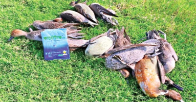 মৌলভীবাজারে হাওরে অবাধে চলছে পরিযায়ী পাখি শিকার