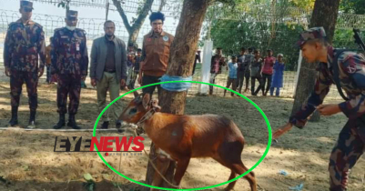 সুনামগঞ্জে বিপন্ন বনছাগল উদ্ধার, ছাড়া হবে রাজকান্দি বনে