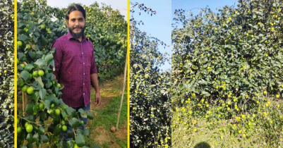 কমলগঞ্জে বরই চাষে এলাকায় মডেল আজাদুর