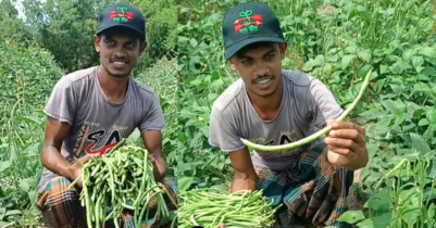 খাঁচা, মাচা ছাড়াই বরবটি চাষে রায়হানের সাফল্যের গল্প  