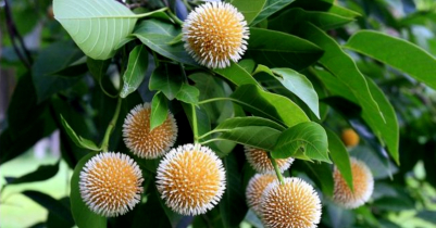 আজ থেকে শুরু বর্ষাকাল 