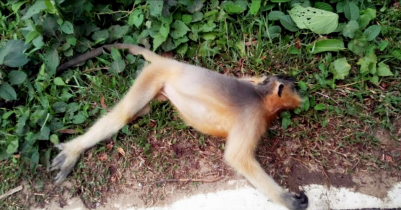 সড়ক দুর্ঘটনায় মারা গেলো আরেকটি বিপন্ন মুখপোড়া হনুমান