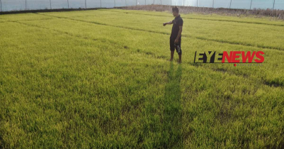 কমলগঞ্জে তীব্র শীতে ক্ষতিগ্রস্ত হচ্ছে বোরোধানের বীজতলা 