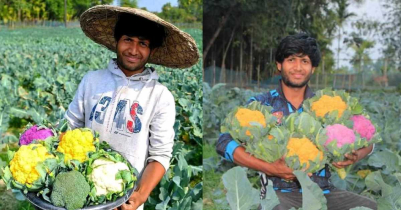 গোয়াইনঘাটে রঙিন ফুলকপি চাষ করে ঘুরে দাঁড়ালেন হতাশ যুবক