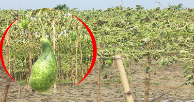 রাণীশংকৈলে ৩শ লাউগাছ কাটল দুর্বৃত্তরা, থানায় অভিযোগ 