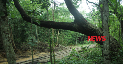 লাউয়াছড়া বনের ঝুঁকিপূর্ণ ৪৩টি গাছ কাটার উদ্যোগ