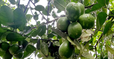 লেবু বাগানে বন্যপ্রাণীর জন্য লাগানো বৈদ্যুতিক ফাঁদে লেগে চা শ্রমিকের মৃ ত্যু