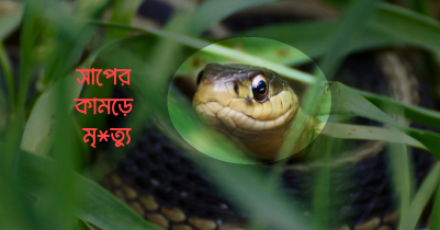 হিরামতি গ্রামে বিষধর সাপের ছোবলে গৃহবধুর মৃ ত্যু