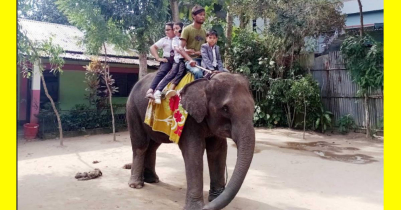 ভাগনী-ভাগিনার শেষ পরীক্ষার আনন্দে স্কুলে হাতি নিয়ে হাজির মামা!
