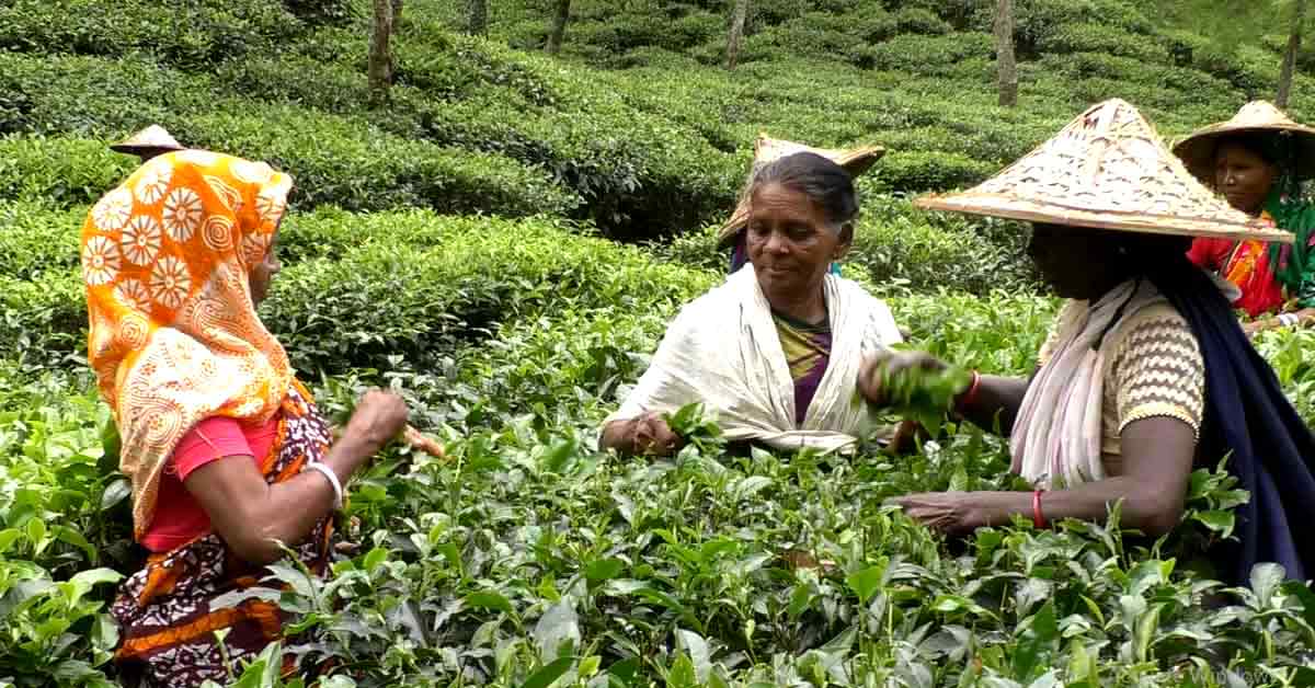 চা পাতা তুলছেন নারী চা শ্রমিকরা। ছবি : হাসানাত কামাল