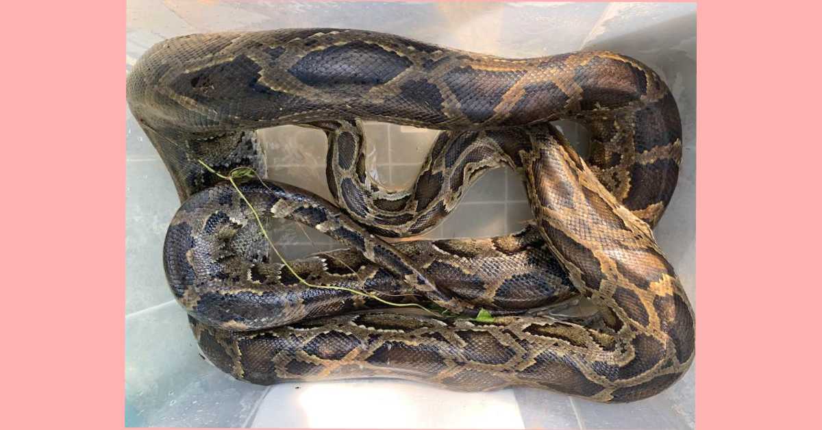 সবজি বাগান থেকে উদ্ধার করা অজগর সাপ। ছবি- আই নিউজ