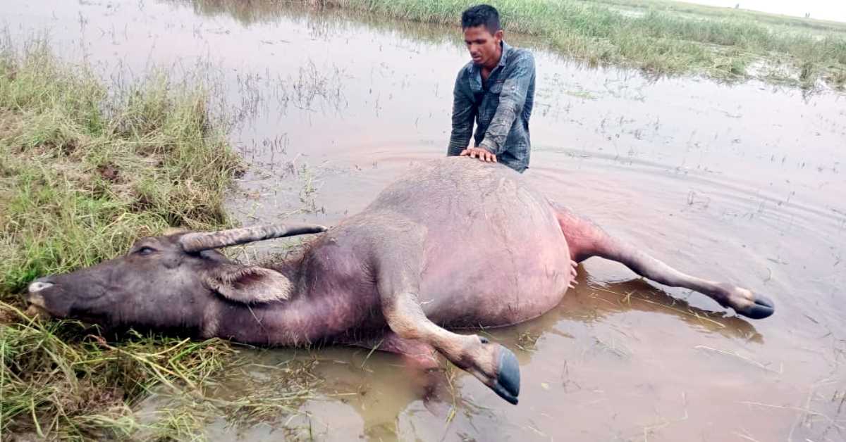 বৃষ্টি শেষে কৃষক রহম আলী মহিষের খোঁজ নিতে গিয়ে দেখেন মহিষটি ম রা অবস্থায় পানিতে পড়ে আছে।