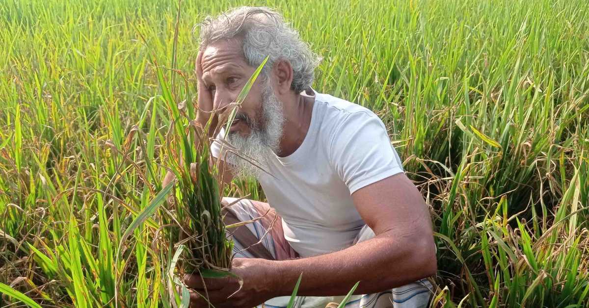 জমিতে নষ্ট হয়ে যাওয়া ধানের ছরা হাতে এক বিষণ্ণ কৃষক। ছবি- আই নিউজ