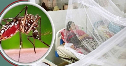 6 more dengue patients detected in Sylhet