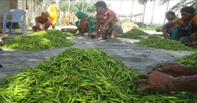 Per kg raw chilli being sold at Tk 1000 in Sylhet
