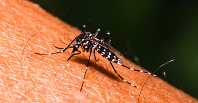 Dengue claims 18 lives in 24 hours