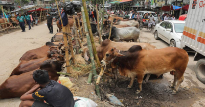 Sylhet : 2 lakh 12 thousand animals sacrificed this Eid-ul-Azha