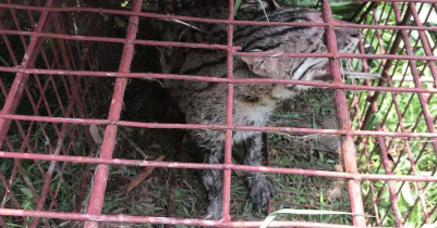 Rare fishing cat rescued, set free in Madhabakunda Eco Park