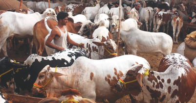 Over 2 lakh sacrificial animals ready ahead of Eid-ul-Azha