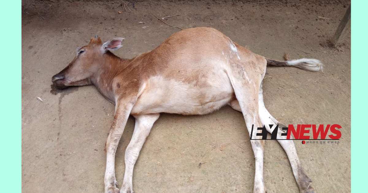 মদের আবর্জনা খেয়ে দুইদিনে আমার দু’টি গরু মারা গেছে। ছবি- আই নিউজ