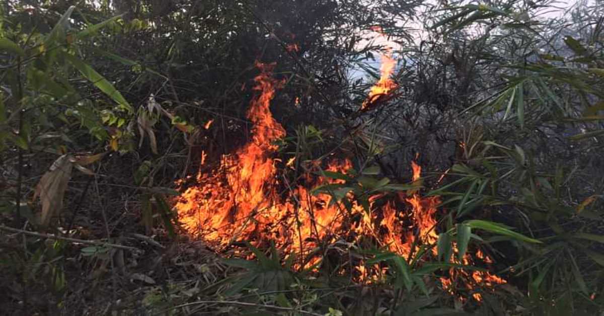 বনবিভাগের দাবি, পুড়ে যাওয়া বন তাদের নিয়ন্ত্রনে নয়, হীড নামক এনজিও সংস্থার নিয়ন্ত্রণে। ছবি- আই নিউজ