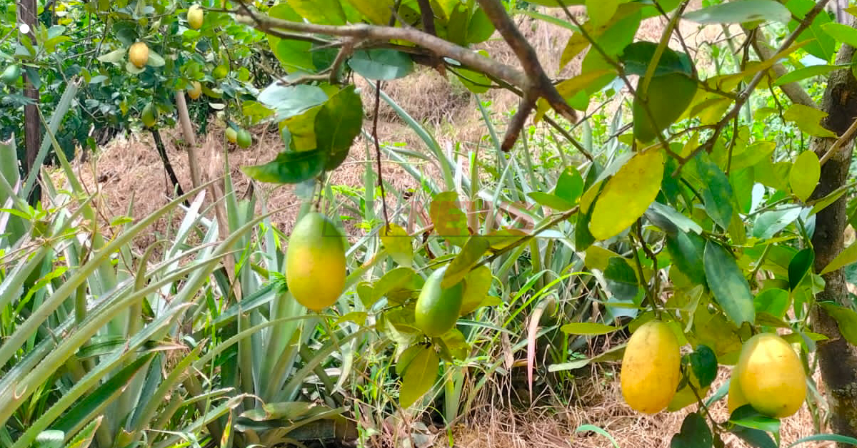 গাছে পেকে আছে লেবু, দাম কম থাকায় বাজারে তুলছেন না বাগান মালিক। ছবি- সাজু মারছিয়াং গাছে পেকে আছে লেবু, দাম কম থাকায় বাজারে তুলছেন না বাগান মালিক। ছবি- সাজু মারছিয়াং