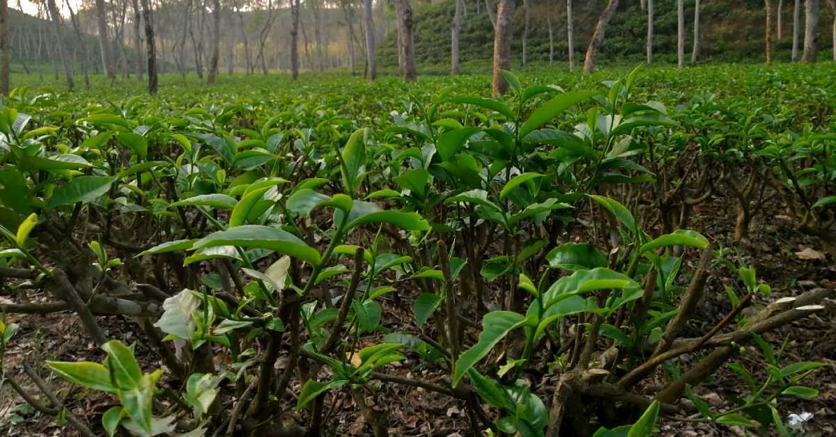 শ্রীমঙ্গলের ভাড়াউরা চা বাগানের একটি সেকসনের চা পাতা। ছবি- আই নিউজ