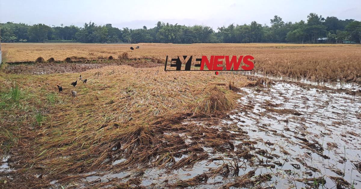 দুইদিন গুঁড়িগুঁড়ি বৃষ্টি দেওয়ায় ধান ক্ষেতে পানি জমে পাকা ধান নষ্ট হয়ে যাচ্ছে। ছবি- আই নিউজ দুইদিন গুঁড়িগুঁড়ি বৃষ্টি দেওয়ায় ধান ক্ষেতে পানি জমে পাকা ধান নষ্ট হয়ে যাচ্ছে। ছবি- আই নিউজ