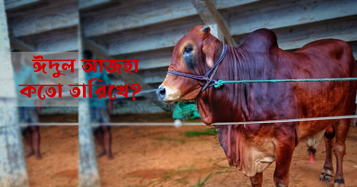 ঈদুল আজহাকে সামনে রেখে কোরবানির জন্য তৈরি করা হচ্ছে গবাদি পশুকে। ছবি- হেলাল আহমেদ ঈদুল আজহাকে সামনে রেখে কোরবানির জন্য তৈরি করা হচ্ছে গবাদি পশুকে। ছবি- হেলাল আহমেদ