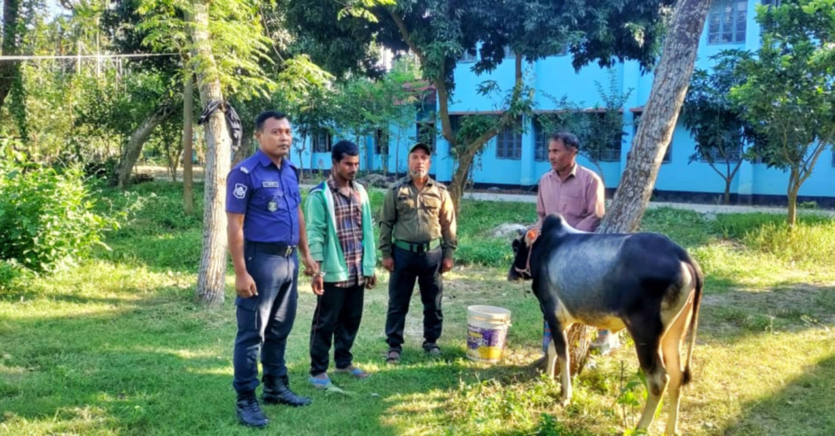 গরুসহ চোরকে আটকের পর পুলিশের হাতে তোলে দেওয়া হয়েছে। ছবি- আই নিউজ