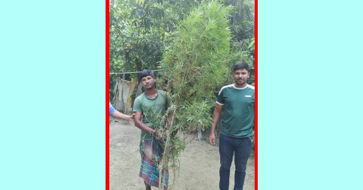 গাঁজার গাছসহ আটক যুবক। ছবি- পুলিশ গাঁজার গাছসহ আটক যুবক। ছবি- পুলিশ