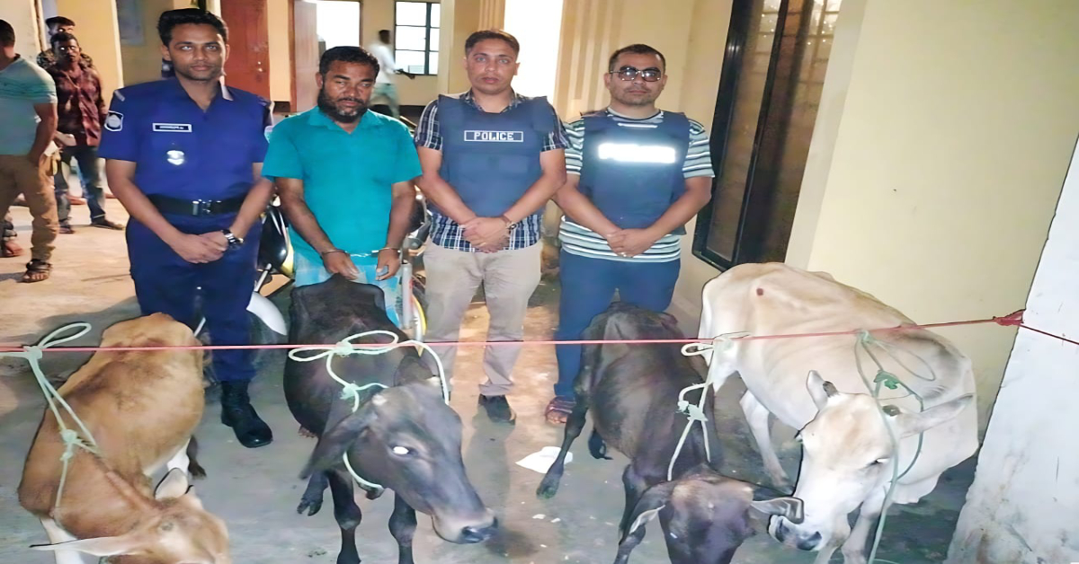 চারটি চোরাই গরুসহ আটক ব্যক্তি। ছবি- আই নিউজ চারটি চোরাই গরুসহ আটক ব্যক্তি। ছবি- আই নিউজ
