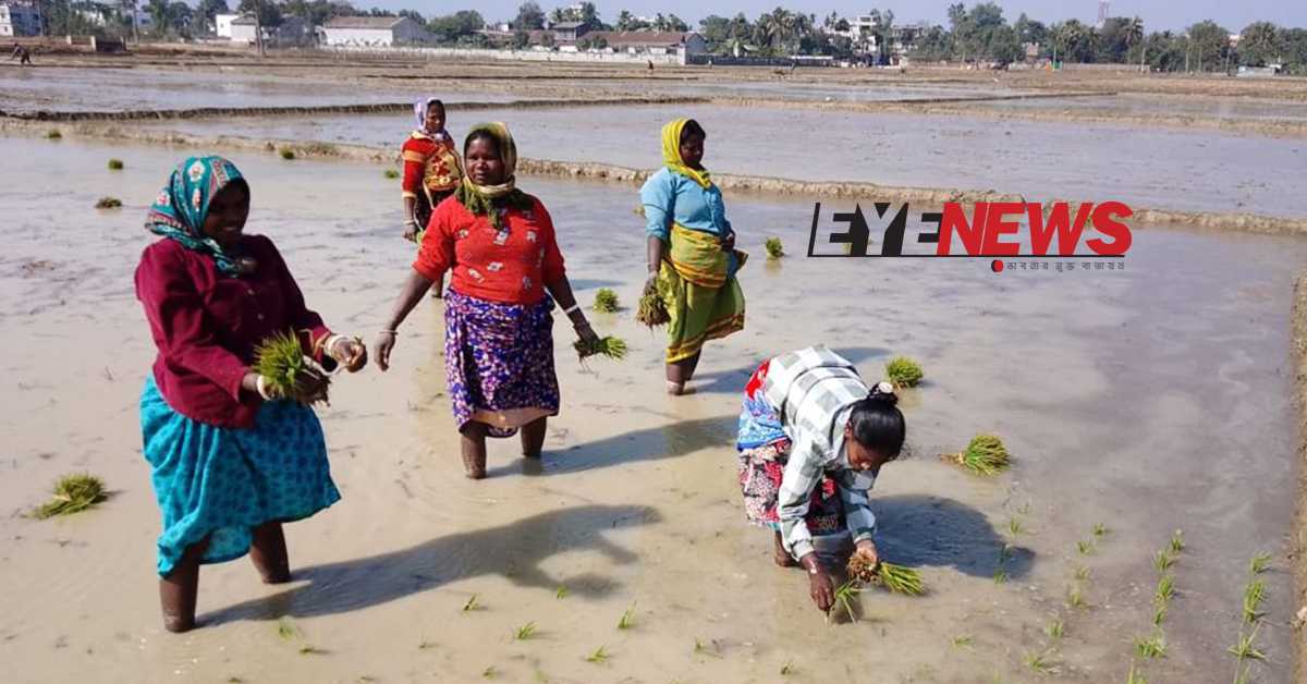 কৃষি জমিতে ধানের চারা লাগানোর কাজ করছেন একদল ক্ষুদ্র নৃগোষ্ঠীর নারী শ্রমিক। ছবি- আই নিউজ