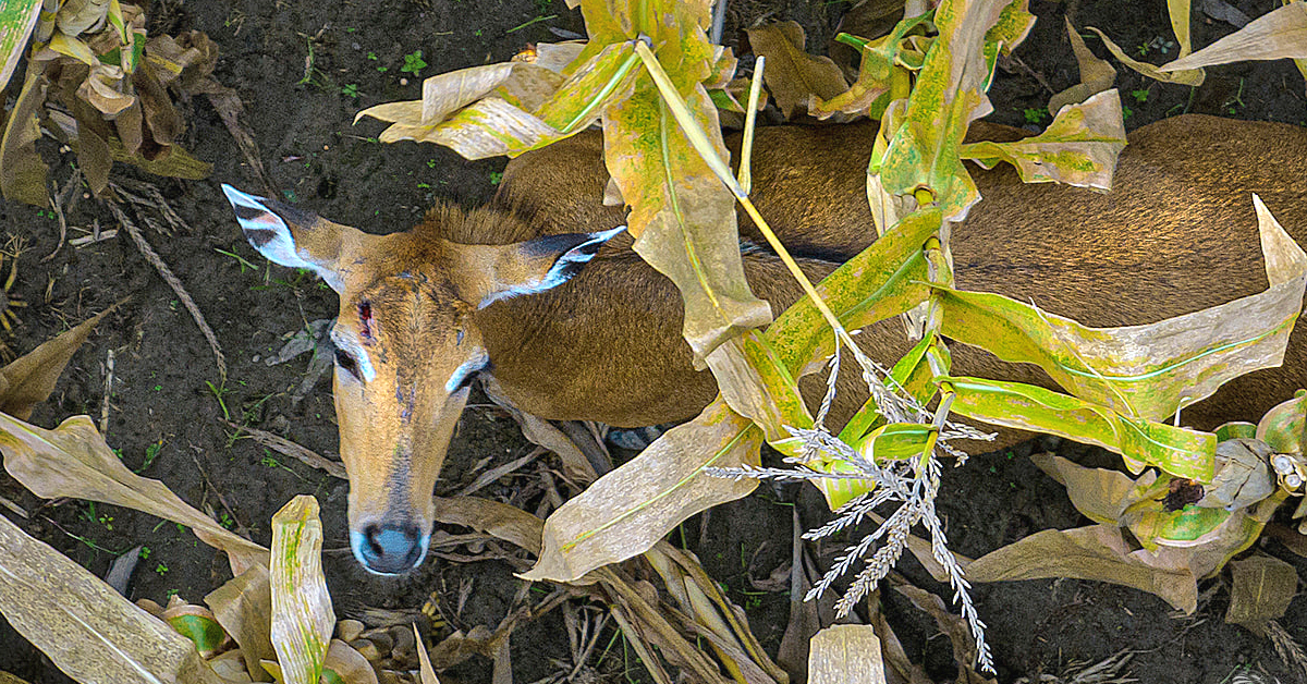 ভুট্টা ক্ষেতে আশ্রয় নেয়া আঘাতপ্রাপ্ত নীলগাই। ছবি- ফিরোজ আল সাবাহ