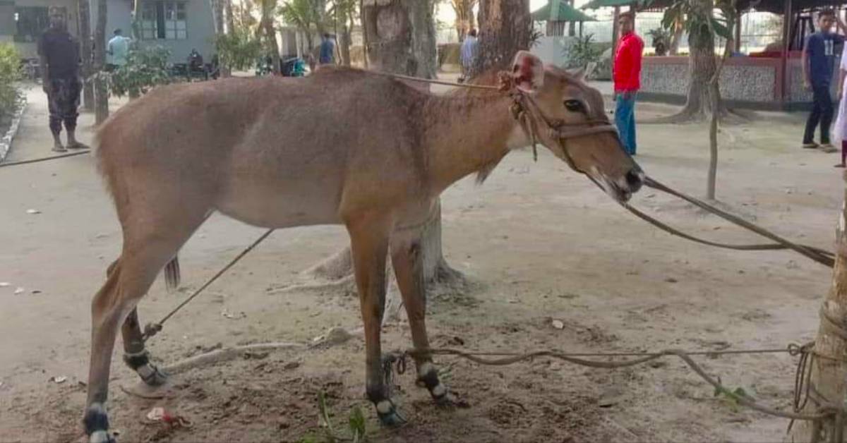 ঠাকুরগাঁওয়ে উদ্ধার হওয়া ভারতীয় নীলগাই। ছবি- আই নিউজ