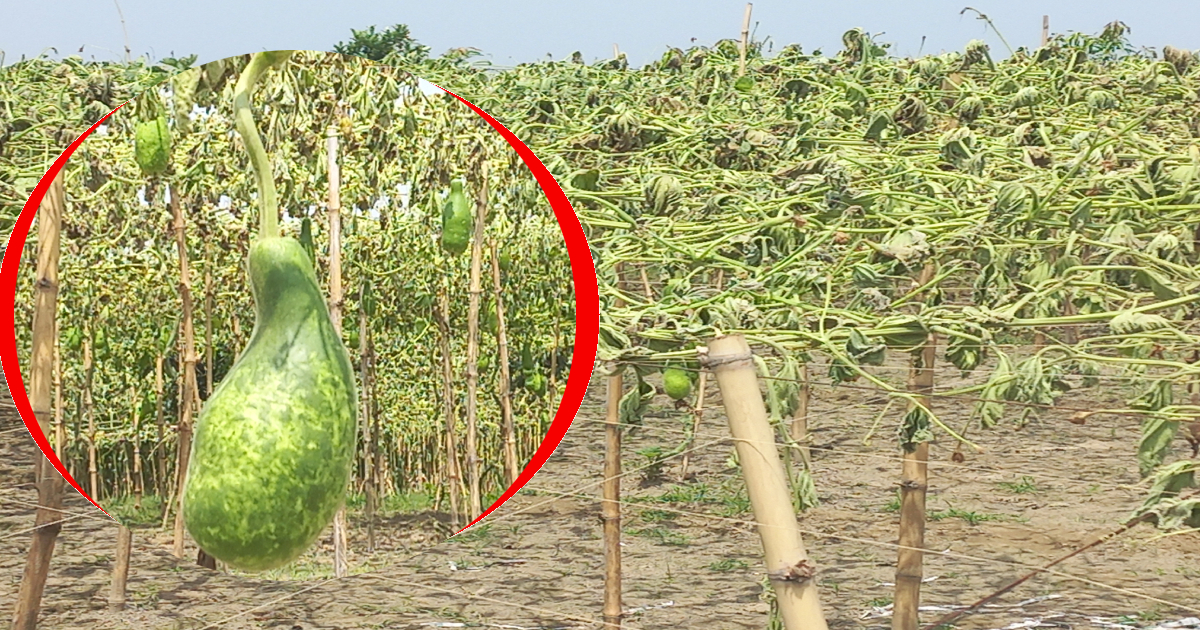 বিস্তীর্ণ মাঠে শমসের আলীর লাউয়ের মাচা। ছবি- আই নিউজ বিস্তীর্ণ মাঠে শমসের আলীর লাউয়ের মাচা। ছবি- আই নিউজ