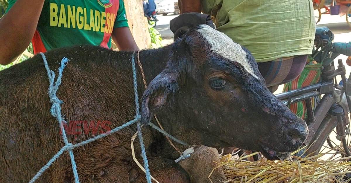 লাম্পি স্কিন ভাইরাসে আক্রান্ত একটি বকনা বাছুর। ছবি- হুমায়ুন কবির লাম্পি স্কিন ভাইরাসে আক্রান্ত একটি বকনা বাছুর। ছবি- হুমায়ুন কবির