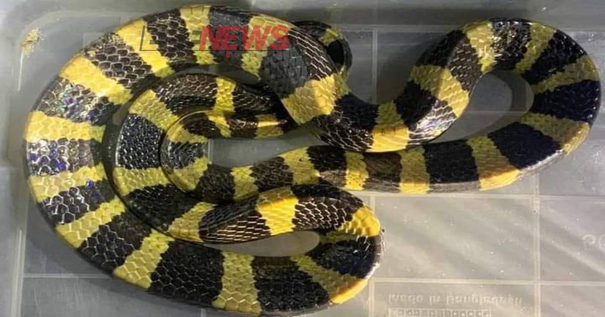 উদ্ধার হওয়া বিষাক্ত শঙ্খিনী সাপ। ছবি- আই নিউজ