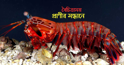 বৈচিত্র্যময় প্রাণীর সন্ধানে 