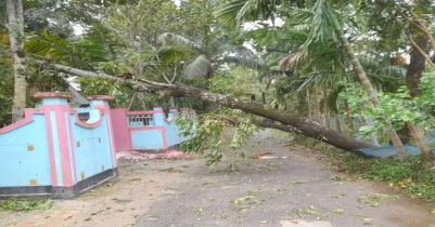 বড়লেখায় বৈশাখী ঝড়ে বিদ্যুৎ বিচ্ছিন্ন অধিকাংশ এলাকা