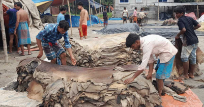 যশোরে চামড়ার প্রতি পিস তিন টাকা ৮৫ পয়সা